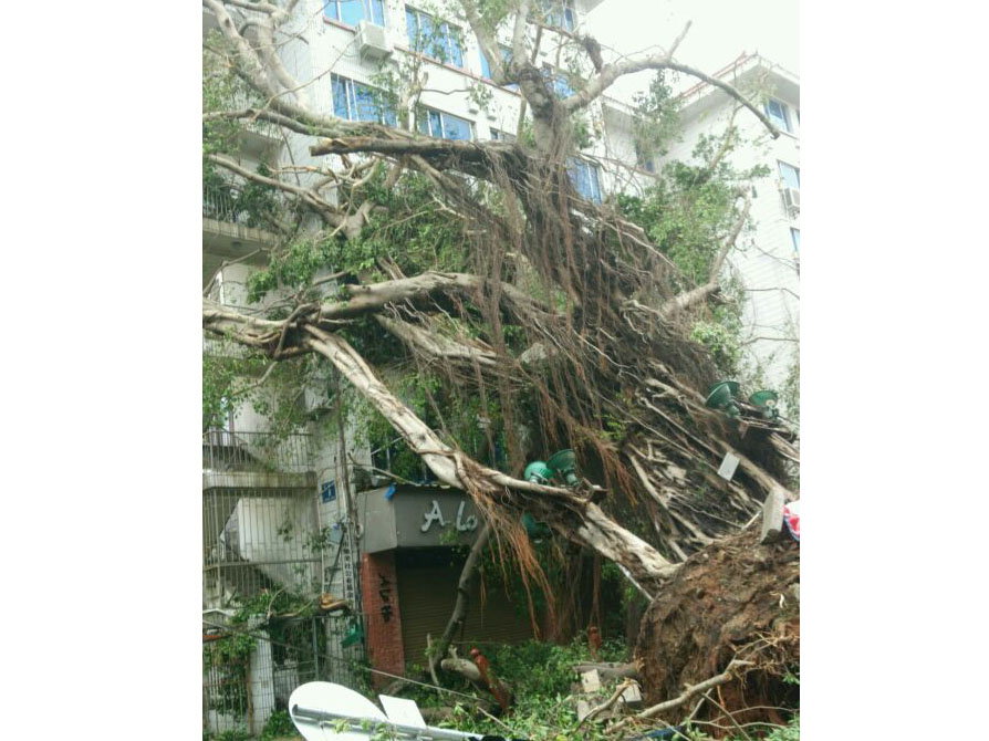 石鼓路大榕樹，在莫蘭蒂的吹襲中連根拔起2_集美石鼓路商圈