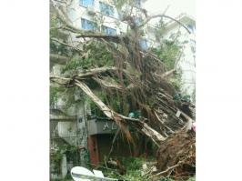 石鼓路大榕樹，在莫蘭蒂的吹襲中連根拔起2_集美石鼓路商圈