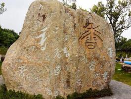 千香石2_美翻了！翔安這香山50畝花海綻放，小伙伴們約起來！